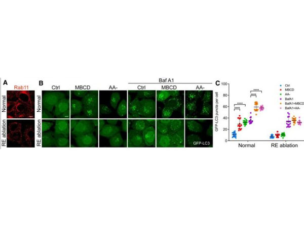 Immunofluorescence using Human Transferrin HRP